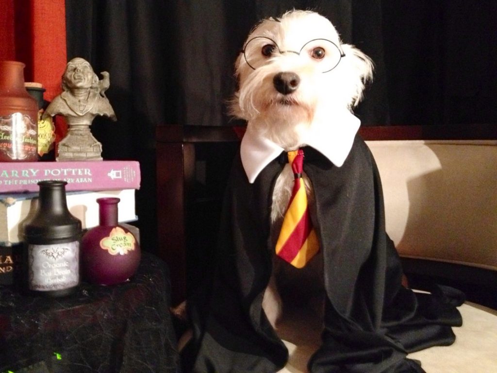 Dog Costume Ideas Cute (& Funny) Ones BookMyPainting