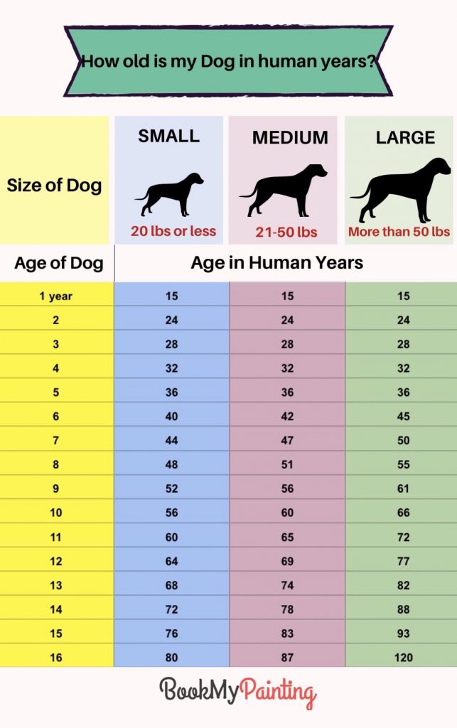 How Old is My Dog in Human Years? - BookMyPainting