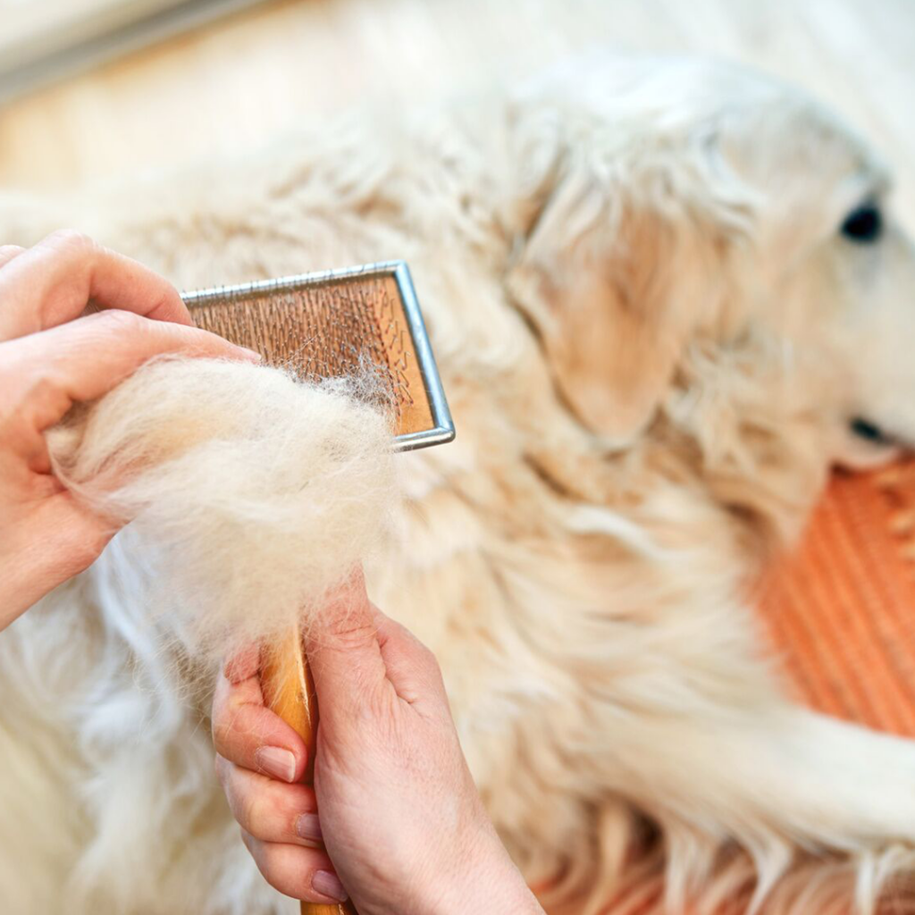 Hair Loss in Dogs Symptoms, Causes, Diagnosis & Treatment